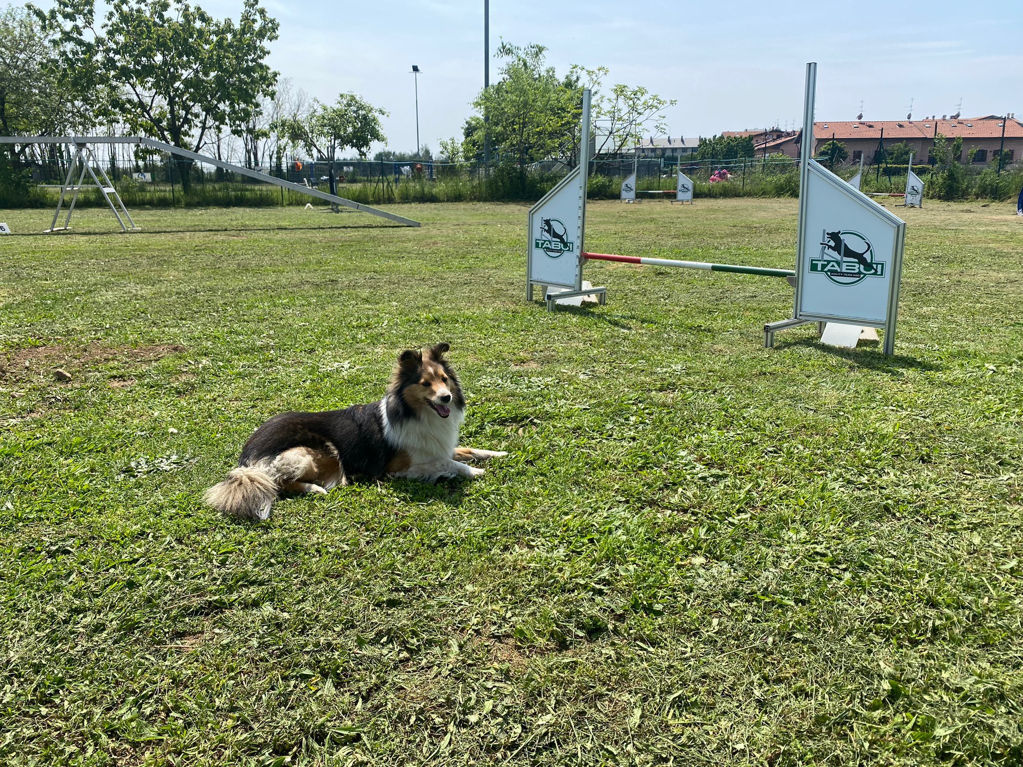 Due cani adulti giocano felicemente nei campi attrezzati del Tabui Centro Cinofilo a Merate, Brianza