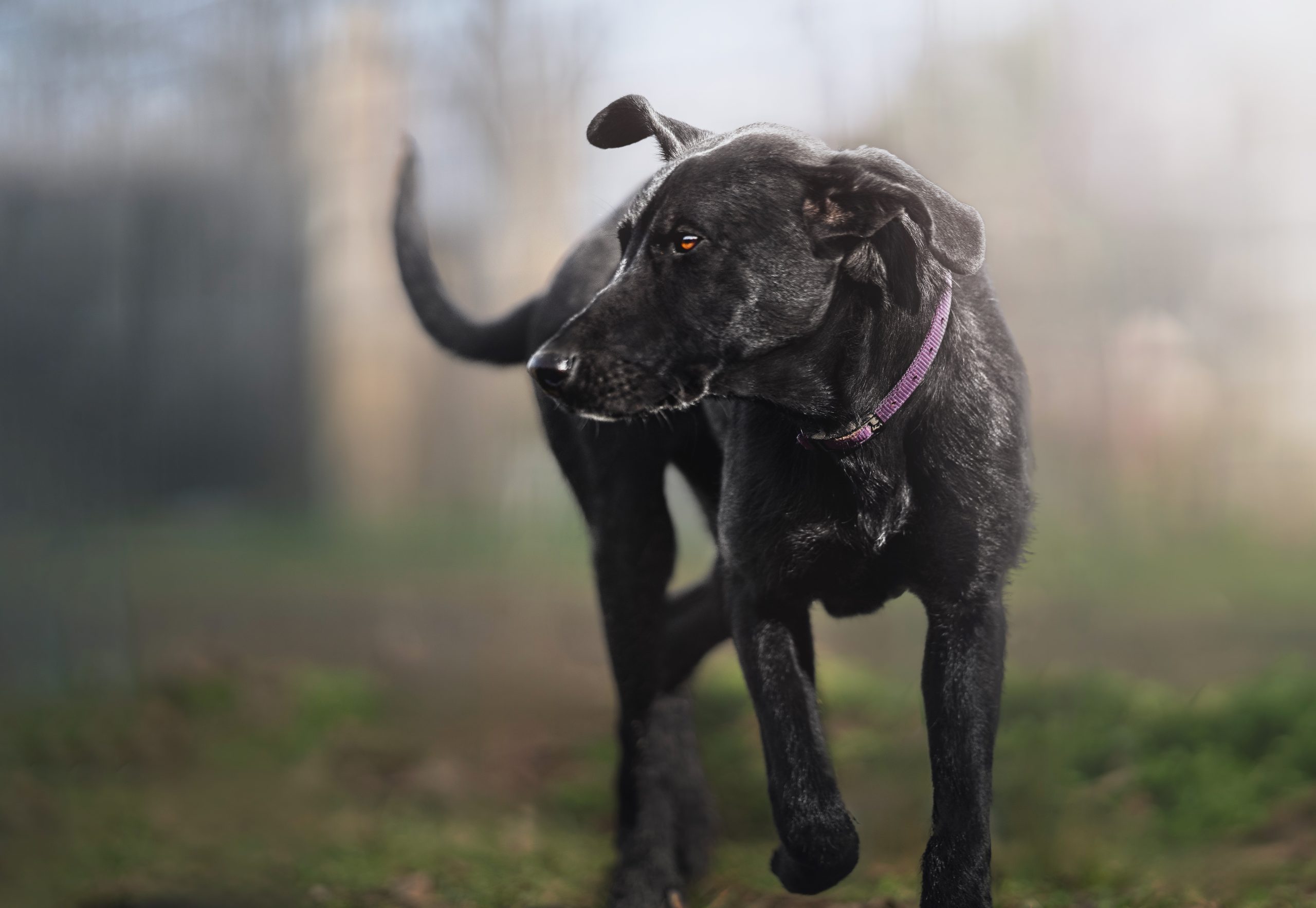 Cane meticcio durante una valutazione presso Tabui Centro Cinofilo a Merate, Brianza